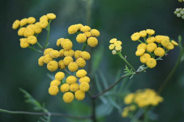 Helichrysum: What It Is and Why It’s Good for Your Skin