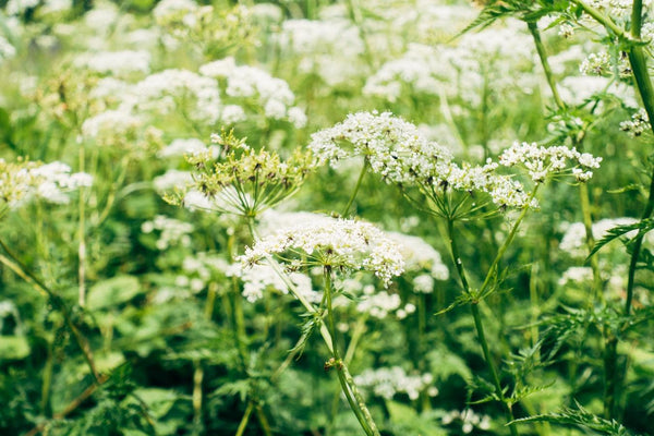 Yarrow: What It Is and What It’s Good For