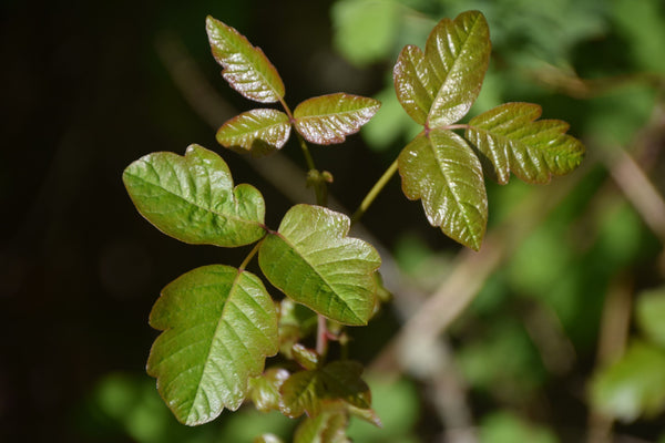 Poison Ivy Relief: What Treatment Works Best?